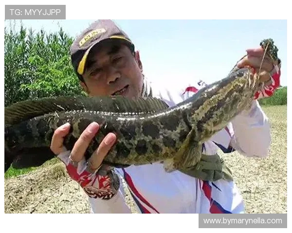 博鱼在线登录入口确保玩家顺畅娱乐体验的最新入口指南